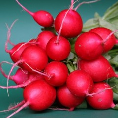 ريجيم الفجل... لخسارة الوزن بسرعة!!!