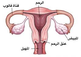 حقائق عن جهاز الأنثى التناسلي لابد أن تعرفها كل إمرأة.