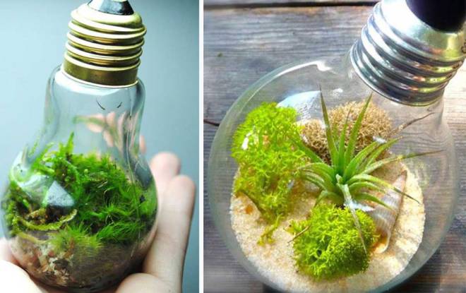 إعادة تدوير المصابيح القديمة لاستخدامها في الزراعة