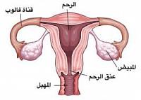 حقائق عن جهاز الأنثى التناسلي لابد أن تعرفها كل إمرأة.