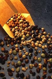 فول الصويا ومنتجاته يخفضان أعداد الحيوانات المنوية لدى الرجال