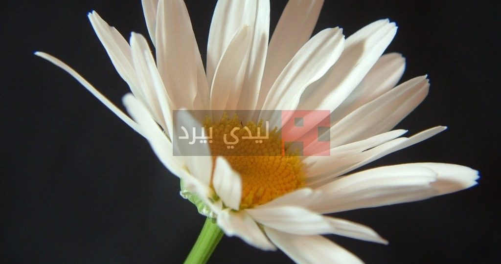 صور زهور بيضاء