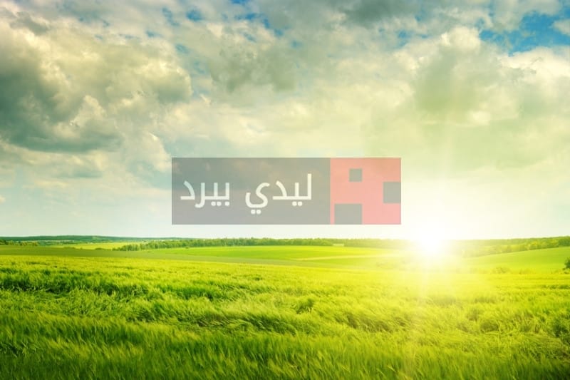 رسائل صباح الورد للزوج