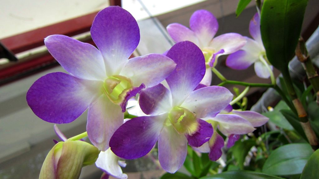 Pretty Orchids HD Desktop Background