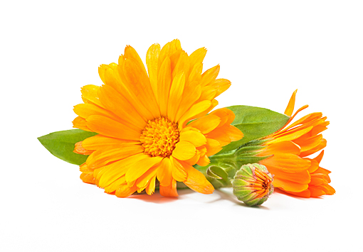 Calendula