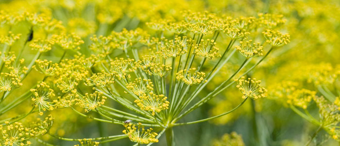 Ferula-Assafoetida