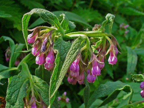 comfrey-1