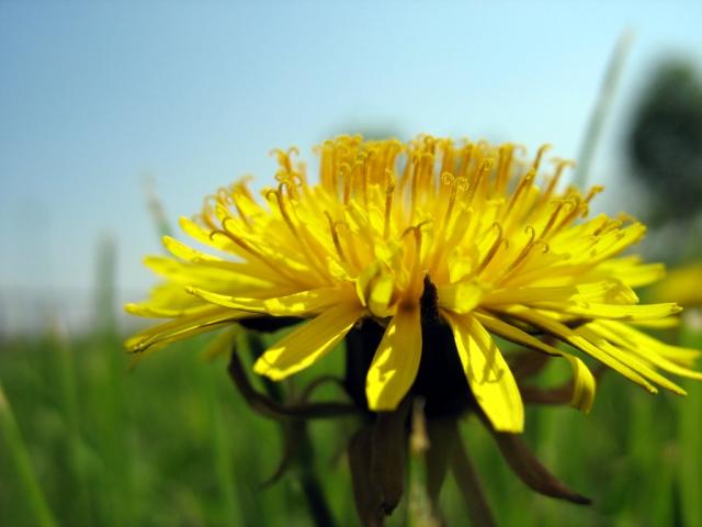 dandelion