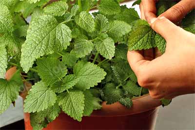 lemon-balm-1-400