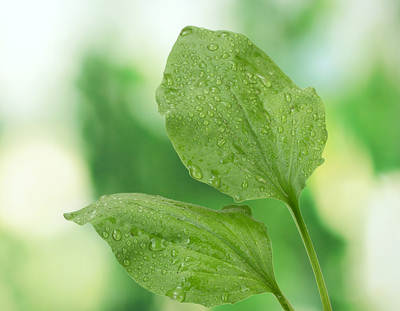 plantain-leaves-green-opt