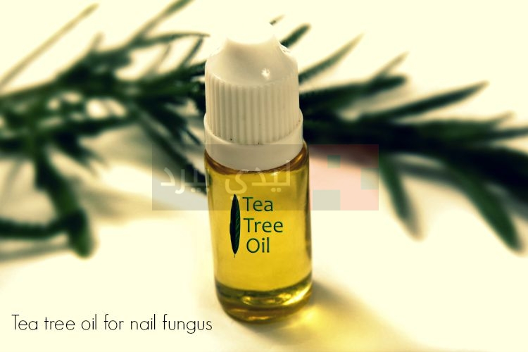 tea-tree-oil1