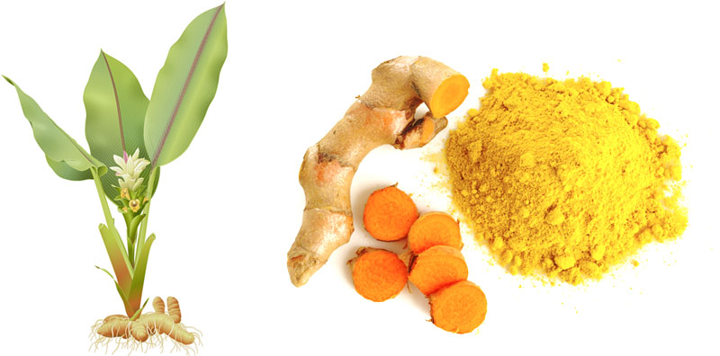 turmeric_composite-1