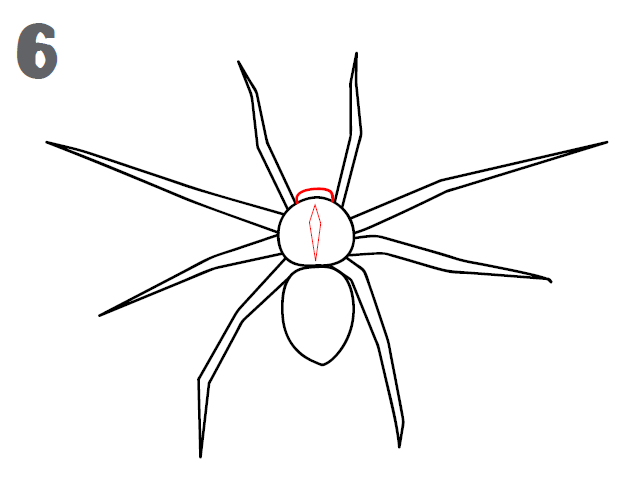 spider step6