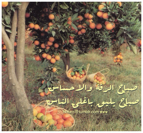 صور شعر صباحي