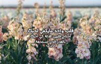 كلمات حب وعشق