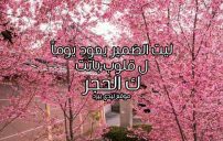 عبارات عن الضمير