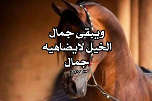 كلام جميل عن الخيل