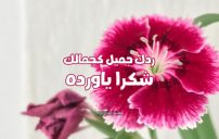 ردود على تعليقات