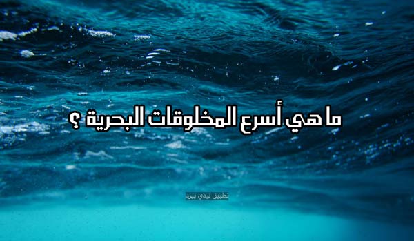 أقوى أسئلة مع الخيارات