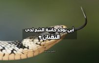 أسئلة صعبة مع الجواب