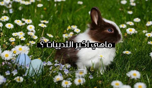 أسئلة مسابقات للأطفال