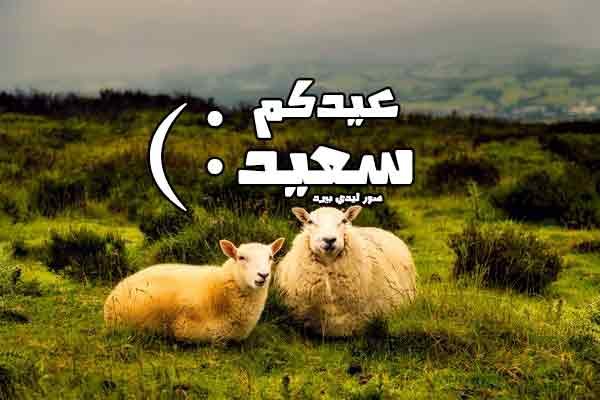 بطاقات عيد سعيد روعة