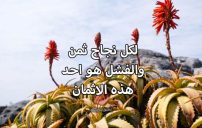 النجاح بعد الفشل