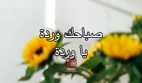 تعليق صباحي على البنات