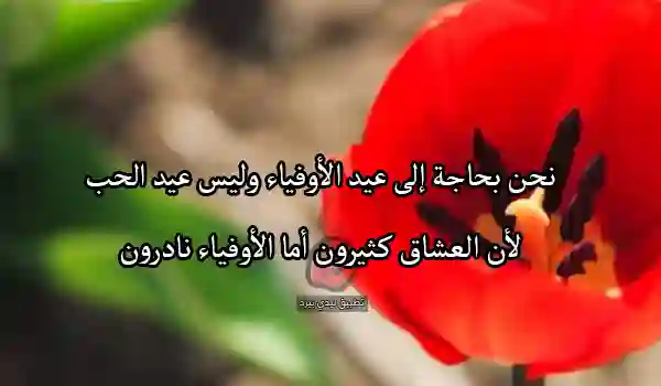 عبارات عن عيد الحب